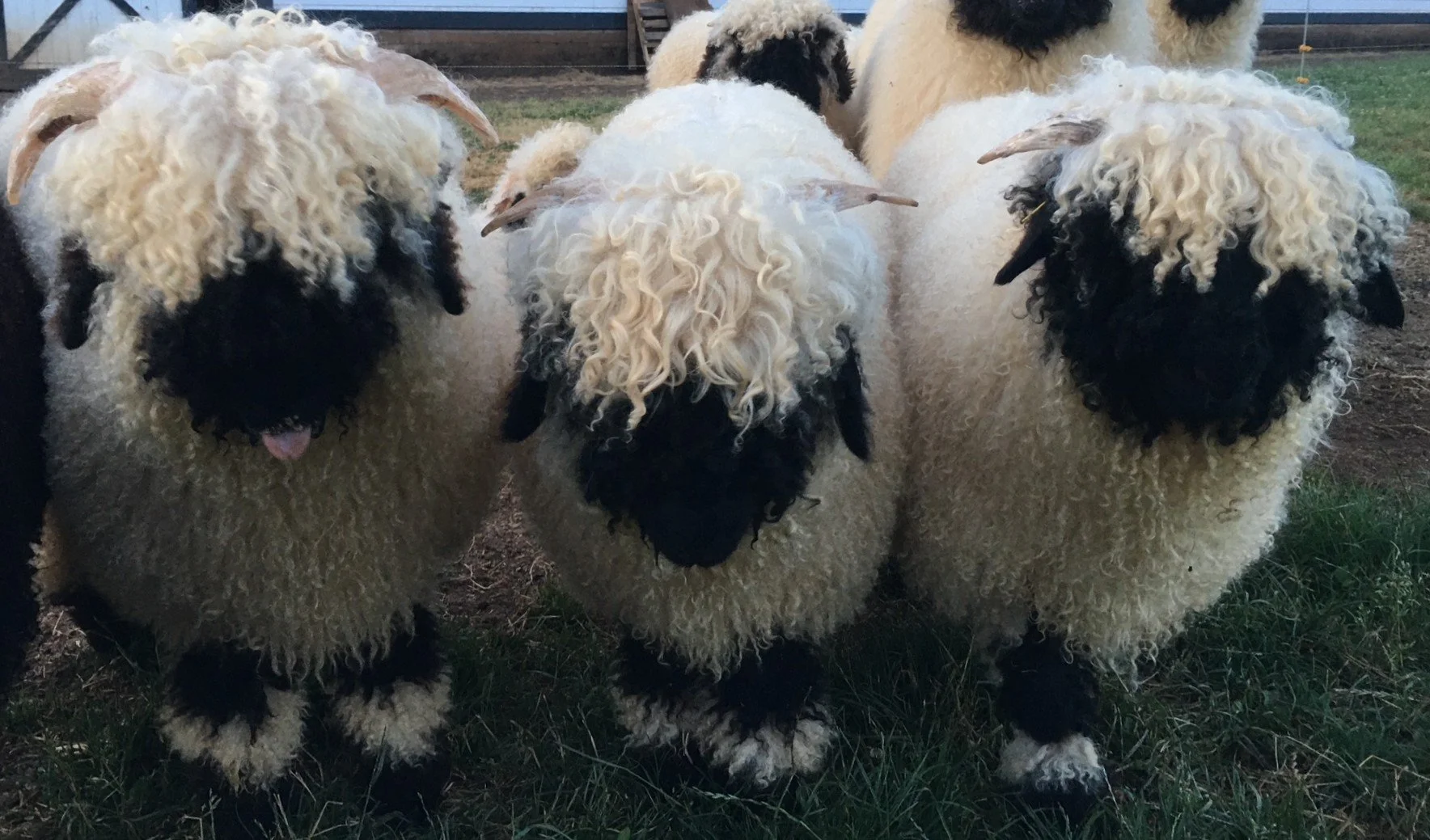 Valais Blacknose Sheep — Shepherds Lane